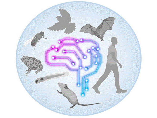 Brain Behavior Quantification and Synchronization (BBQS)